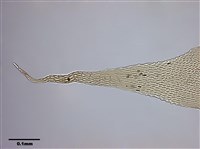 Aerobryopsis subdivergens (Broth.) Broth. Collection Image, Figure 7, Total 9 Figures